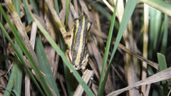 Hyperolius marmoratus taeniatus