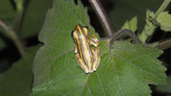 Hyperolius marmoratus taeniatus