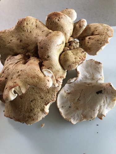 Albatrellopsis confluens