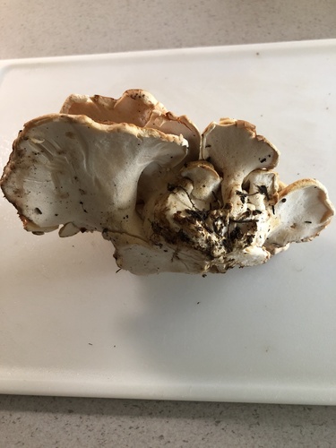 Albatrellopsis confluens