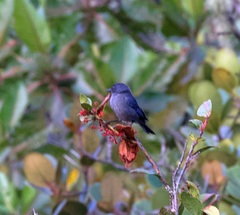 Diglossa caerulescens