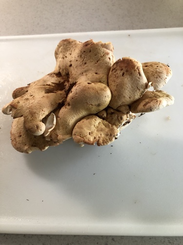 Albatrellopsis confluens