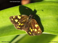 Metisella metis paris