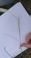 Hesperostipa curtiseta