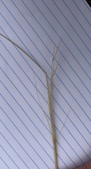 Hesperostipa curtiseta
