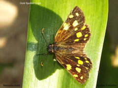 Metisella metis paris
