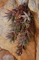 Aloe meyeri