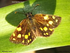 Metisella metis paris