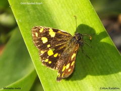 Metisella metis paris