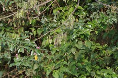 Dalbergia obovata