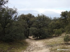Cistus ladanifer