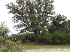 Cistus ladanifer