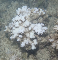 Montipora capitata