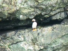 Fratercula corniculata