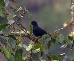 Turdus serranus