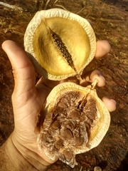 Jacaranda cuspidifolia