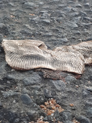 Afrotyphlops schlegelii