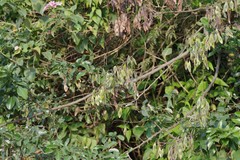 Dalbergia obovata