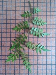 Jacaranda cuspidifolia