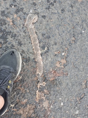 Afrotyphlops schlegelii