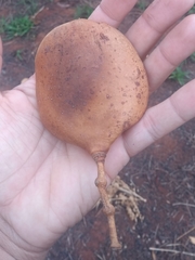 Jacaranda cuspidifolia