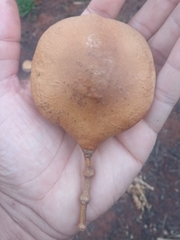 Jacaranda cuspidifolia