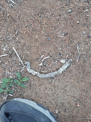 Afrotyphlops schlegelii