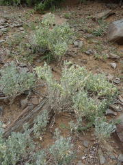 Atriplex lindleyi inflata