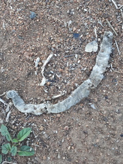 Afrotyphlops schlegelii