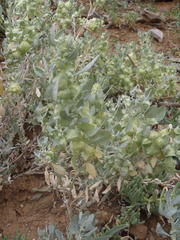 Atriplex lindleyi inflata