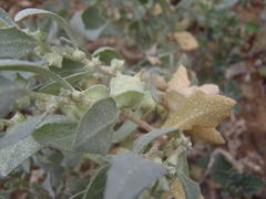 Atriplex lindleyi inflata