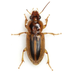 Stenolophus binotatus