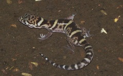 Coleonyx mitratus