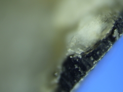 Hydropunctaria maura