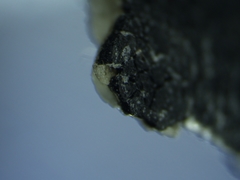 Hydropunctaria maura