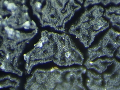 Hydropunctaria maura