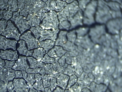 Hydropunctaria maura