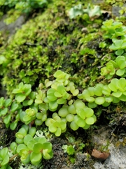 Peperomia tetraphylla