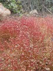 Crassula vaillantii