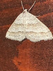 Perizoma parallelolineatum