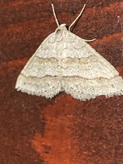 Perizoma parallelolineatum