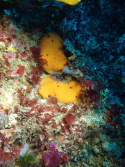 Dragmacidon mexicanum