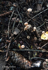 Paragymnopus perforans