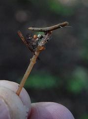 Paragymnopus perforans