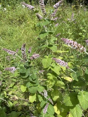 Mentha × rotundifolia