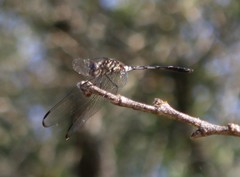 Dythemis velox
