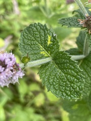 Mentha × rotundifolia