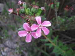 Adenandra fragrans