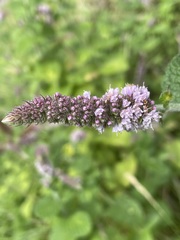 Mentha × rotundifolia