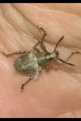 Cydianerus argenteus